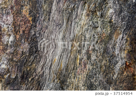 old wood become stone fossil 37514954