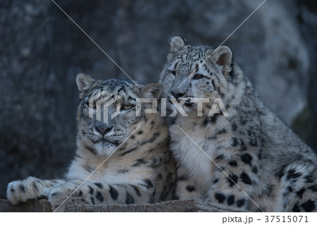 ユキヒョウ 雪豹 ユキヒョウ 雪豹 37515071