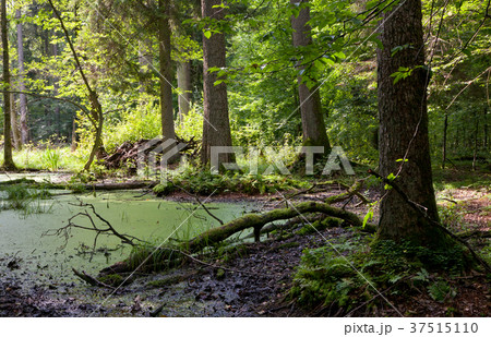 Summer forest landscape with broken trees Summer forest landscape with broken trees 37515110