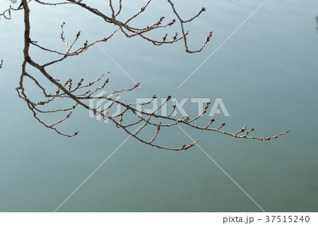 桜_芽_冬_川 37515240