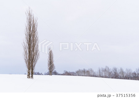 《北海道》冬の美瑛・赤羽の丘 37515356