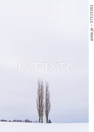 《北海道》冬の美瑛・赤羽の丘 《北海道》冬の美瑛・赤羽の丘 37515362