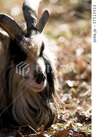 トカラヤギ　多摩動物公園　ダイズ 37515413