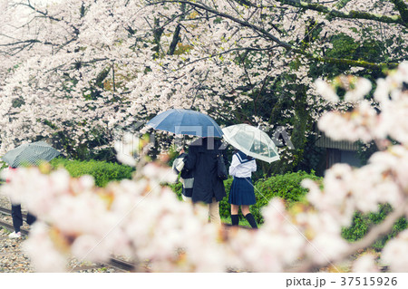 Cherry blossom flowers in garden at Kyoto, Japan Cherry blossom flowers in garden at Kyoto, Japan 37515926