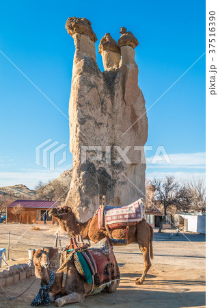 Camels in Cappadocia Camels in Cappadocia 37516390