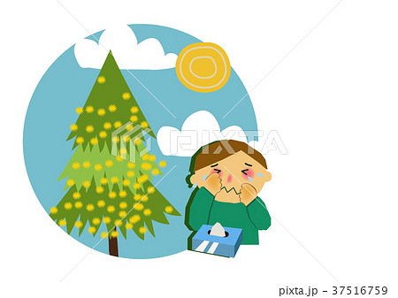 花粉症と杉のイラスト。アレルギーのイメージイラスト。 37516759