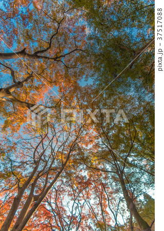 延命寺の紅葉 37517088