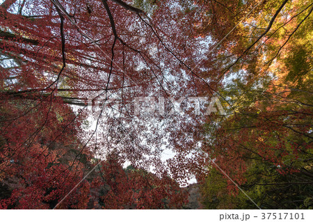 延命寺の紅葉 37517101