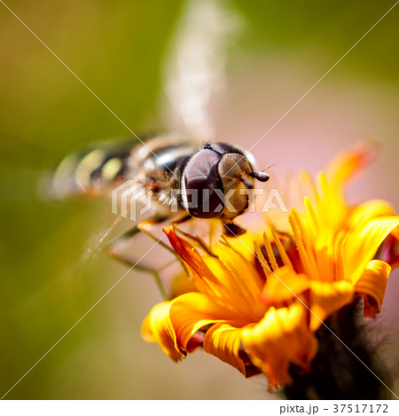 Wasp collects nectar from flower crepis alpina 37517172