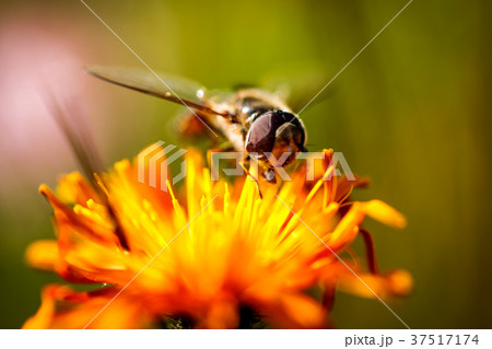Wasp collects nectar from flower crepis alpina Wasp collects nectar from flower crepis alpina 37517174