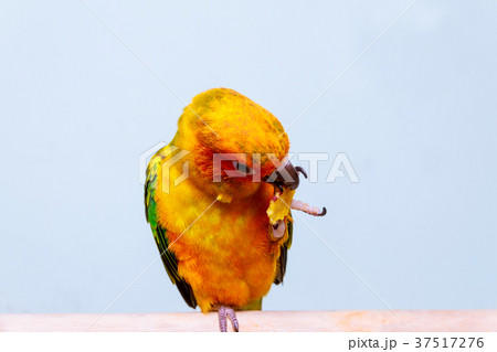 Adorable sun conure parrot is eating Adorable sun conure parrot is eating 37517276