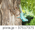 ミャンマー　野生の姿 37517375