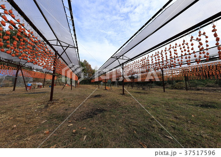 尾道市御調町 干し柿工場 37517596