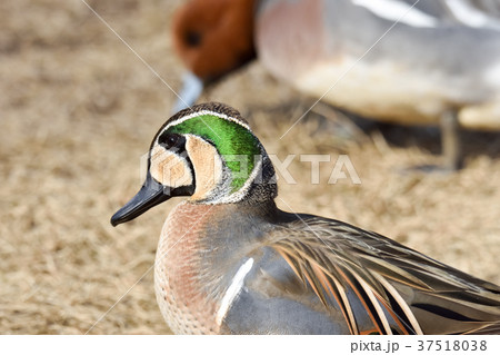 トモエガモのアップ 37518038