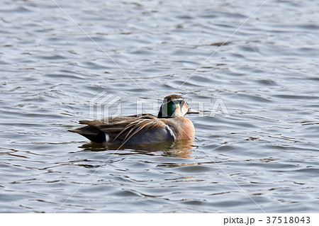 トモエガモ トモエガモ 37518043