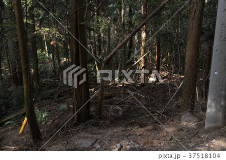 事故現場　現場　森 37518104