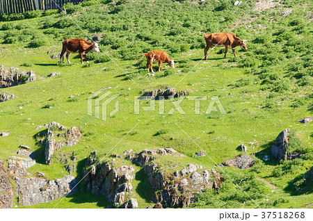Cattle grazing on a grassy slope near farmhouse Cattle grazing on a grassy slope near farmhouse 37518268
