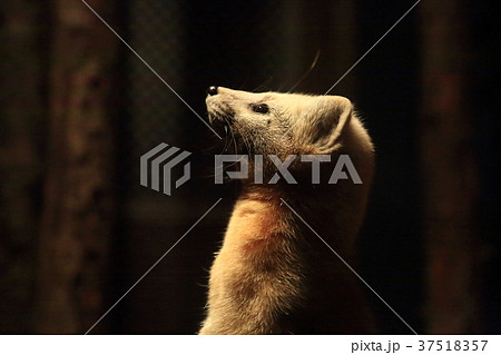 エゾクロテン 37518357