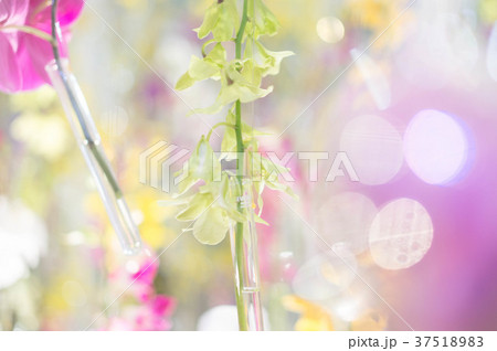 胡蝶蘭 胡蝶蘭 37518983