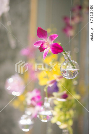 胡蝶蘭 胡蝶蘭 37518986