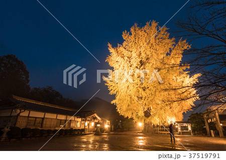 丹生酒殿神社 大銀杏のライトアップ 37519791