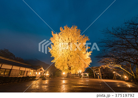 丹生酒殿神社 大銀杏のライトアップ 37519792