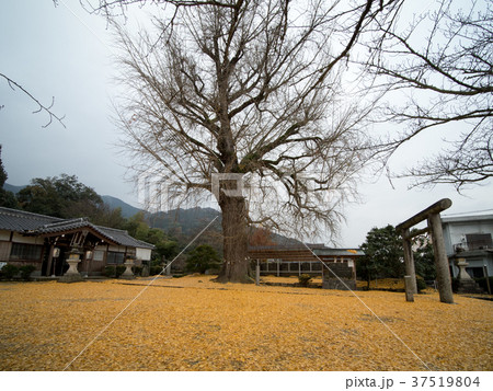 丹生酒殿神社 大銀杏のライトアップ 37519804