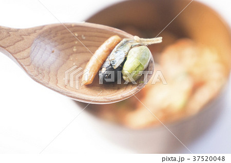 木の実 ナット 堅果 37520048