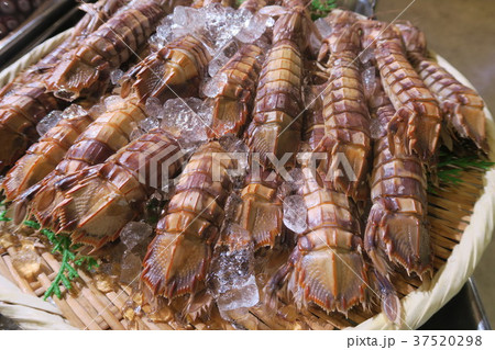 シャコの写真素材