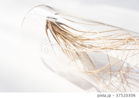 チランジア 水 水分 37520306