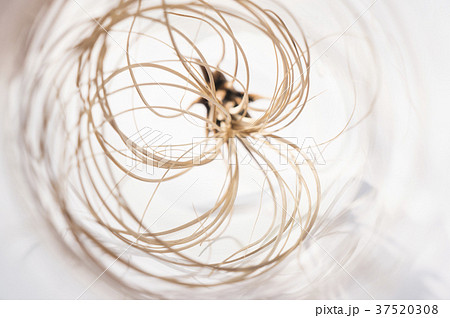 チランジア 植物 工場 37520308