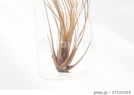 チランジア 水 水分 37520309