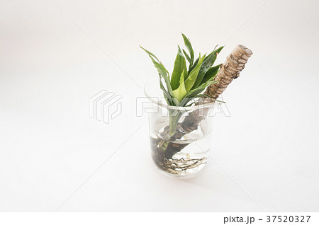 アポロ アポロン 植物 37520327