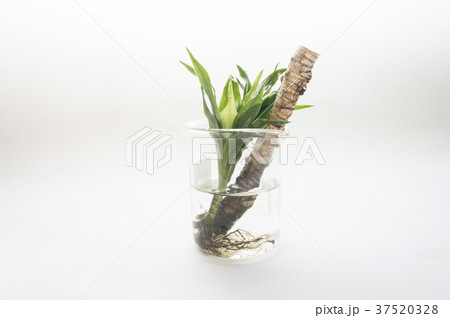 アポロ アポロン 水 37520328