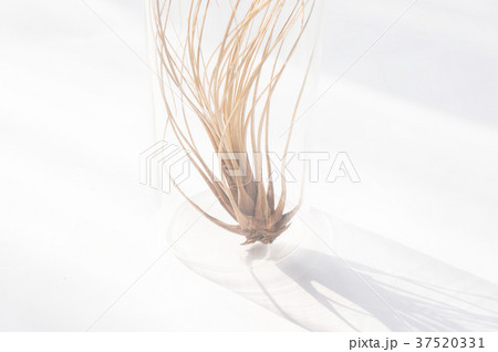 チランジア 水 水分 37520331