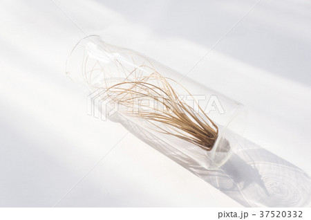 チランジア 水 水分 37520332