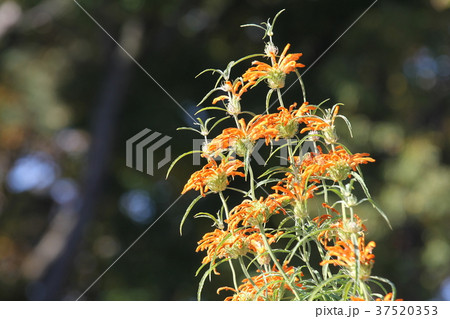 カエンキセワタ カエンキセワタ 37520353