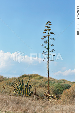 high and low cactus from the  sea 37520441