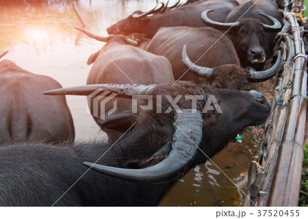 Thai native water buffalo farm at Thailand . Thai native water buffalo farm at Thailand . 37520455