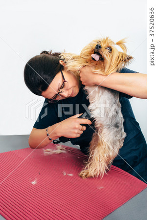 Yorkshire Terrier in the grooming salon Yorkshire Terrier in the grooming salon 37520636