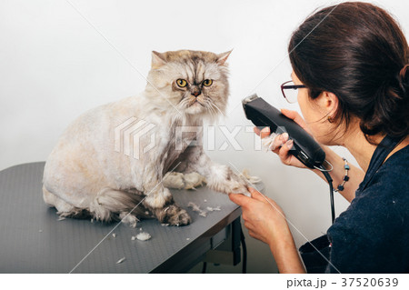 groomer trimming cat groomer trimming cat 37520639