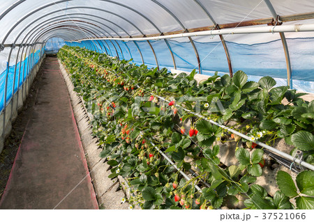 いちご狩り　ハウス 37521066
