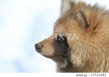 タヌキ 37521083