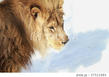 ライオン 37521084