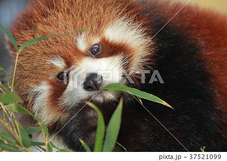 レッサーパンダ 37521099