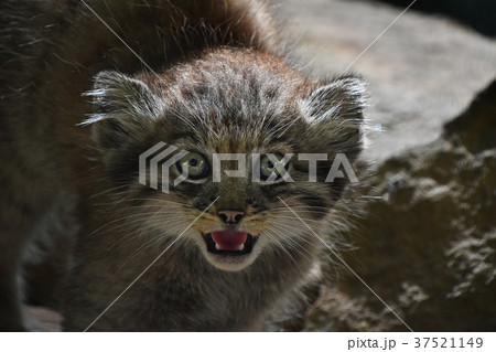 Close up portrait of manul kitten hissing Close up portrait of manul kitten hissing 37521149