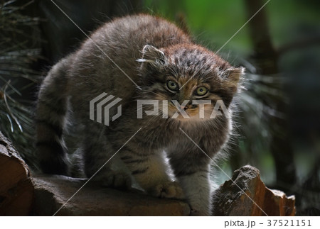 Close up portrait of manul kitten 37521151
