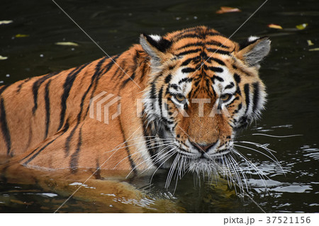 Siberian Amur tiger swimming in water 37521156