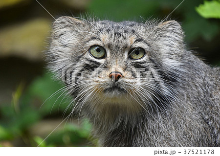 Close up portrait of manul Pallas cat 37521178