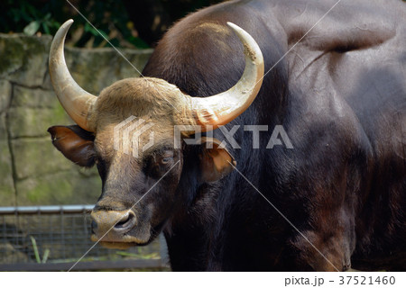 Indian gaur 37521460